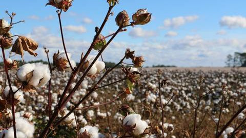 How eco-friendly is cotton?