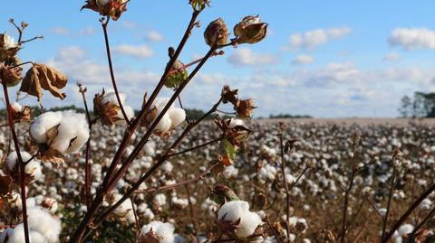 How eco-friendly is cotton?