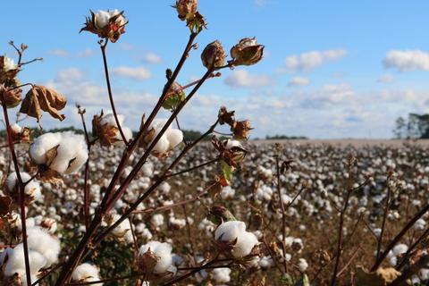 How eco-friendly is cotton?